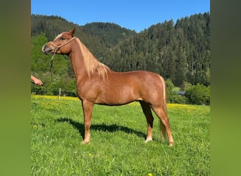 Ägyptischer Araber, Wallach, 7 Jahre, 154 cm, Fuchs