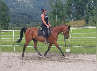 Ägyptischer Araber, Wallach, 8 Jahre, 147 cm, Brauner