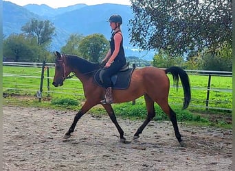 Ägyptischer Araber, Wallach, 8 Jahre, 147 cm, Brauner