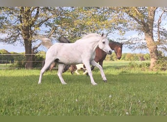 Ägyptischer Araber, Wallach, 8 Jahre, 150 cm, Fliegenschimmel