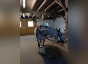 Ägyptischer Araber, Wallach, 8 Jahre, 155 cm, Apfelschimmel