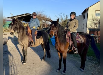 Ägyptischer Araber, Wallach, 8 Jahre, 158 cm, Brauner