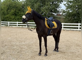 Ägyptischer Araber, Wallach, 8 Jahre, 159 cm, Rappe