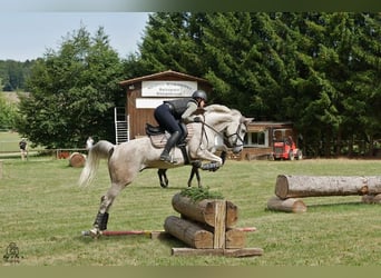 Ägyptischer Araber, Wallach, 9 Jahre, 157 cm, Apfelschimmel