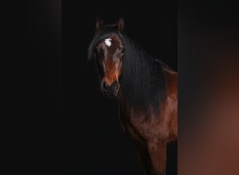 Ägyptischer Araber, Wallach, 9 Jahre, 158 cm, Brauner