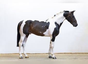 AES, Hengst, 10 Jaar, 162 cm, Gevlekt-paard