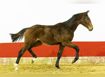 AES, Hengst, 1 Jaar, 143 cm