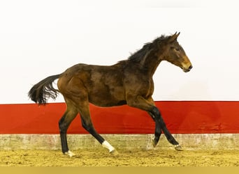 AES, Hengst, 1 Jaar, 143 cm