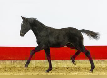 AES, Hengst, 1 Jaar, 152 cm, Zwart