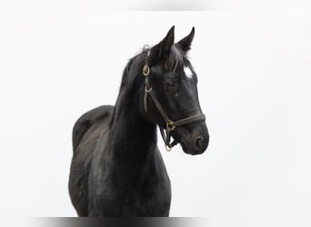 AES, Hengst, 1 Jaar, 152 cm, Zwart