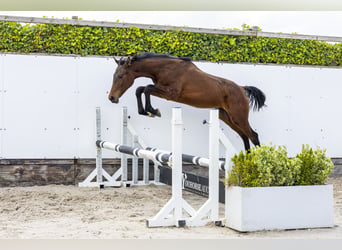 AES, Hengst, 1 Jaar, 153 cm, Bruin