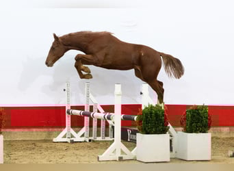 AES, Hengst, 1 Jaar, 154 cm, Vos