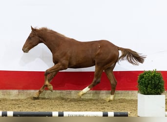 AES, Hengst, 1 Jaar, 154 cm, Vos