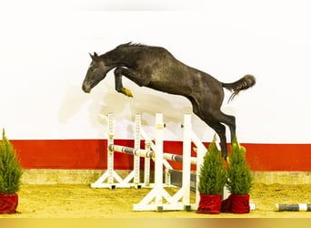 AES, Hengst, 1 Jaar, 154 cm, Zwartschimmel