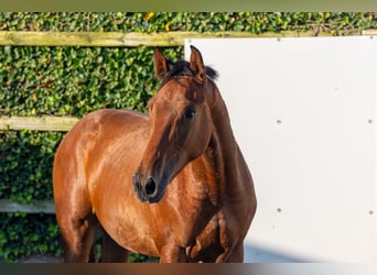 AES, Hengst, 1 Jaar, 155 cm, Bruin