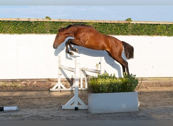 AES, Hengst, 1 Jaar, 155 cm, Bruin