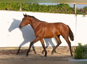 AES, Hengst, 1 Jaar, 155 cm, Bruin