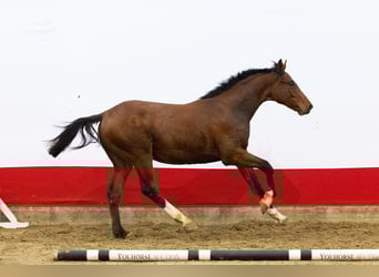 AES, Hengst, 1 Jaar, 159 cm, Bruin