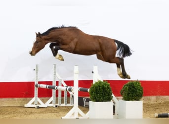 AES, Hengst, 1 Jaar, 159 cm, Bruin