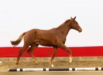 AES, Hengst, 1 Jaar, 162 cm, Vos
