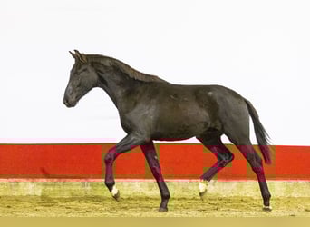 AES, Hengst, 1 Jaar, 164 cm, Zwartbruin