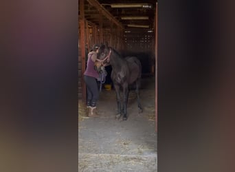 AES, Hengst, 1 Jaar, 168 cm, Donkerbruin