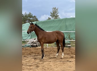 AES, Hengst, 1 Jaar, 170 cm, Bruin