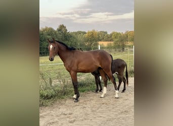 AES, Hengst, 1 Jaar, 170 cm, Roodbruin