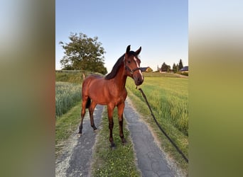 AES, Hengst, 1 Jaar, 175 cm, Bruin