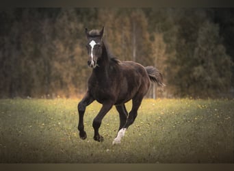 AES, Hengst, 1 Jaar, 175 cm, Zwartbruin