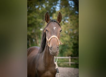 AES, Hengst, 2 Jaar, 150 cm, Donkerbruin