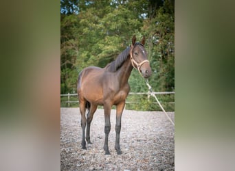 AES, Hengst, 2 Jaar, 150 cm, Donkerbruin