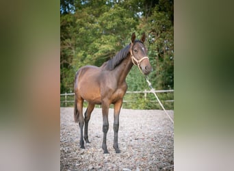 AES, Hengst, 2 Jaar, 150 cm, Donkerbruin