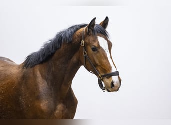 AES, Hengst, 2 Jaar, 157 cm