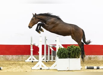 AES, Hengst, 2 Jaar, 158 cm