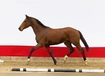 AES, Hengst, 2 Jaar, 163 cm, Bruin