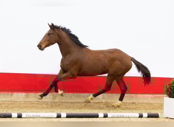 AES, Hengst, 2 Jaar, 163 cm, Bruin