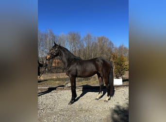 AES, Hengst, 2 Jaar, 165 cm, Donkerbruin