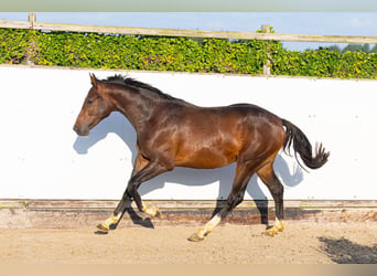 AES, Hengst, 2 Jaar, 166 cm, Bruin
