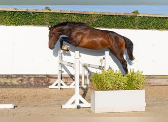 AES, Hengst, 2 Jaar, 166 cm, Bruin