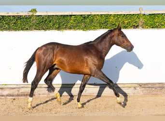 AES, Hengst, 2 Jaar, 166 cm, Bruin