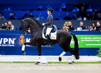 AES Mix, Hengst, 2 Jaar, 168 cm, Appaloosa