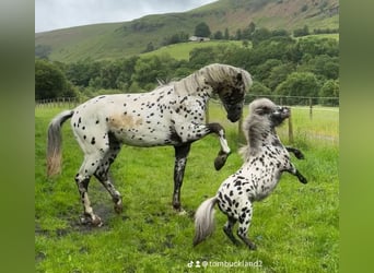 AES Mix, Hengst, 2 Jaar, 168 cm, Appaloosa