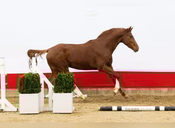 AES, Hengst, 2 Jaar, 168 cm, Vos