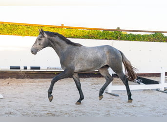 AES, Hengst, 2 Jaar, 171 cm, Schimmel