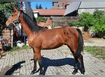 AES, Hengst, 2 Jaar, Bruin