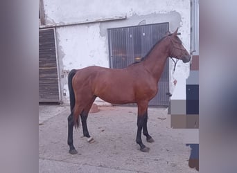 AES, Hengst, 2 Jaar, Roodbruin