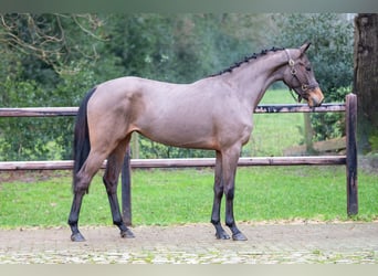 AES, Hengst, 3 Jaar, 160 cm