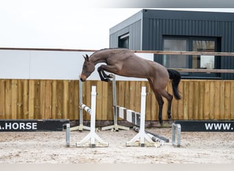 AES, Hengst, 3 Jaar, 160 cm