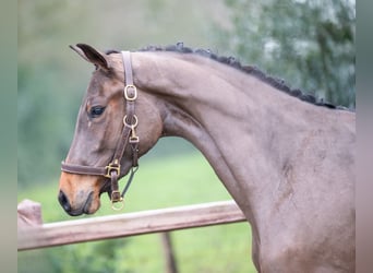 AES, Hengst, 3 Jaar, 160 cm